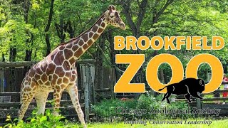 Brookfield Zoo Tour amp Review with The Legend [upl. by Darrelle]