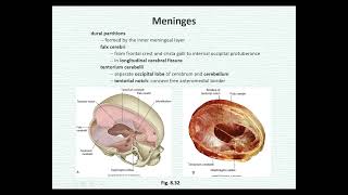 【大體解剖學】 腦膜、腦血管供應 Meninges Brain and its Blood Supply 20211110 長庚大學 中醫醫學 [upl. by Haral709]