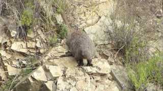 Egyptian Mongoose Meloncillo Herpestes ichneumon [upl. by Talanian952]