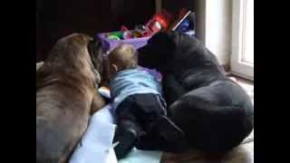 aggressive dogs  presa canario  dogo canario  and child [upl. by Rollet994]