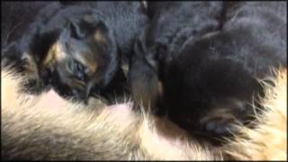 Chiots Berger allemand a Holi 15 jours de vie [upl. by Doug]