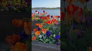 Floriade in Canberra [upl. by Samoht]