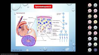 Spermatogenesis and Oogenesis Dr Eyad [upl. by John]