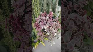 Crassula Calico Kittens  bikolanahardinera shortvideo succulent plants [upl. by Hanima]