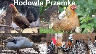 Hodowla drobiu ozdobnego Przemka vol 2 [upl. by Ehrenberg547]