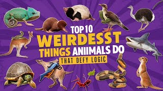 Top 10 Weirdest Things Animals Do That Defy Logic [upl. by Amisoc]