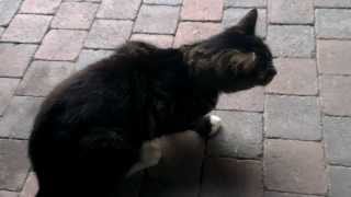 Cat coughing Is this Feline asthma or a hairball [upl. by Naehs]