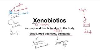 01 Xenobiotics Metabolism Introduction [upl. by Marler]