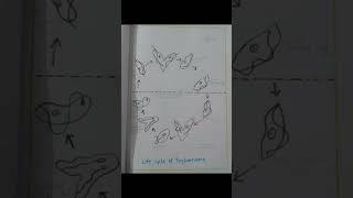 Life cycle of trypanosoma trypanosoma kumaununiversity pyq viral msc top pyqs [upl. by Scrivenor]