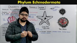 Phylum Echinodermata Characteristics and Overview [upl. by Sugirdor]