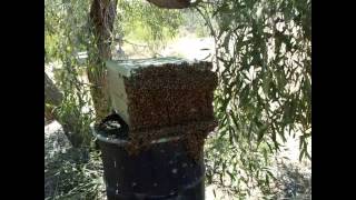 Australia Bee Keeping [upl. by Jami]