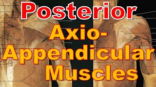 13 Posterior AxioAppendicular Muscles  Upper Limb  كلية الطب  مادة التشريح  A3  15 [upl. by Tyika]