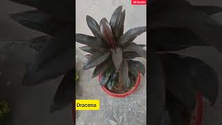 Dracena Plant  Permanent indoor plant [upl. by Conny]