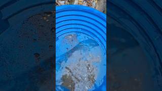 Found a crevice loaded with chunky gold goldpanning britishcolumbia mining gold prospecting [upl. by Rush]