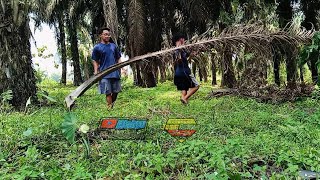 Buat Mini SirkuitMini Trackbuat latihan GrasstrackMotocrossDihalaman [upl. by Pagas]