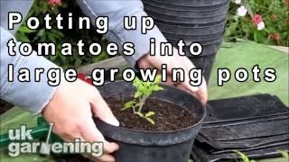 Potting up tomatoes into large pots [upl. by Esteban]