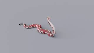 Animated Blood Python Preview [upl. by Raynold]