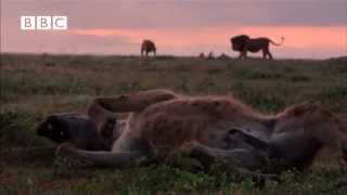 Lion vs Hyena  Narrated by David Attenborough [upl. by Hollington]