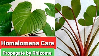 Homalomena Care Guide  Rubescens Rhizome Propagation [upl. by Nayrbo]