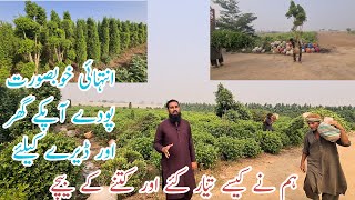 Decoration plants nursery ready in IR FARM ornamental plant harvesting Beauty plant Plant cutting [upl. by Larimore]