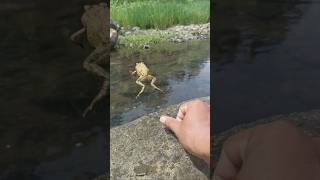 Cute frog jumps into the river to escape frog hunters 🐸 funny funnyvideo shortvideo [upl. by Letsou665]