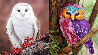 TOP 15 BEAUTIFUL Owl Species [upl. by Nevsa]