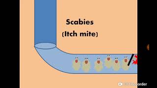 Sarcoptes scabiei Itch mite amp Scabies الجرب [upl. by Noiramaj]