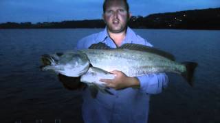 MULLOWAY quot Predators Of The Estuary quot REEL IT IN [upl. by Gnanmas]