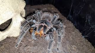 Lasiodora striatipes feeding  Fütterung [upl. by Asfah348]