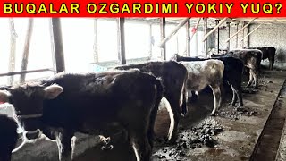 Togamni BUQALARI qanday OZGARYABDI 2023 [upl. by Neyuq]