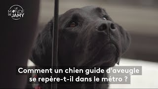 Le meilleur du monde de Jamy – Comment un chien guide d’aveugle se repère dans le métro [upl. by Assirahc694]