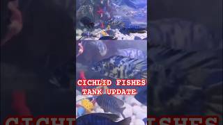 CICHLID FISHES TANK UPDATEaquariumfishaquariumconvictcichlidbreedingtankfishtankdwarfcichlid [upl. by Enaitsirhc]