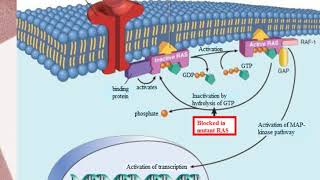 Molecular Basis of Neoplasia Part 1 [upl. by Candyce597]