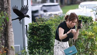 Crows seen attacking pedestrians in Bishan [upl. by Orat]