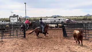 Square Deal  2019 Rabicano Gelding [upl. by Shadow513]