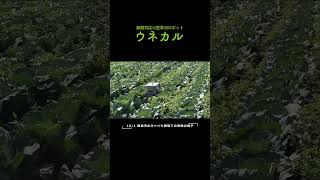 豊橋市のキャベツ畑走行の様子 草刈りロボット 草刈り 農業機械 ウネカル スマート農業 shorts [upl. by Eicyaj184]