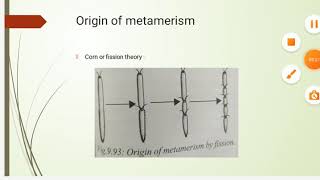 Metamerism in Annelids [upl. by Pretrice13]