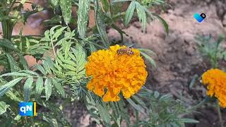 🌼 Tradición y Color en Jesús María Los Campos de Cempasúchil 🌼 [upl. by Llerruj924]