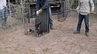 BoarBuster Feral Hog Trap Drop  Feral Hog Trapping [upl. by Wendeline]