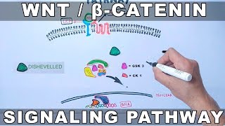 WntβCatenin Signaling Pathway [upl. by Carlos]