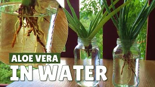 Growing Aloe Vera In Water [upl. by Petua]