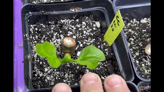 Single Node Fig Cuttings Prequel and Update using St Martin Fig [upl. by Tnahs]