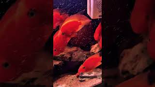 parrotfish parrotfishes loveparrot aquraium aquariumchannel aquascape aquariuminfo reggae [upl. by Marleah]