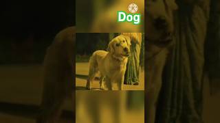 Happy Dog  cleaver dog  hindi film  Bollywood movie  shorts movie love dog doglover [upl. by Gwen]