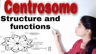 Centrosome  Cell biology Bsc I paper III unit II [upl. by Butcher625]