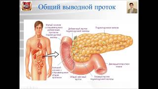 Лекция 18а Большие пищеварительные железы Pancreas и Liver [upl. by Zoellick]