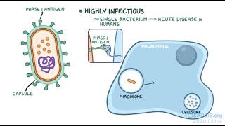 Coxiella burnett fever q osmosis microbiology [upl. by Aneleh]