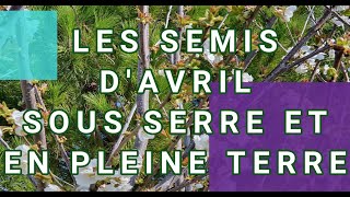 LES SEMIS DAVRIL SOUS SERRE ET EN PLEINE TERRE [upl. by Carolyne]