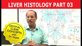 Hepatocytes  Liver Histology  Part 37 [upl. by Allenrad]