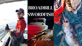 Another BROADBILL SWORDFISH Tag amp Release [upl. by Irrol]